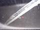 r_dscn0295.jpg